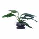 Anubias 'Dragon Claw'