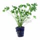 Marsilea Hirsuta