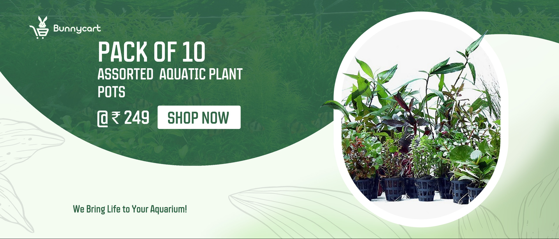 Pack_of_10_Assorted_Aquatic_Plants